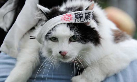 Самурайская кошка вернулась через три года