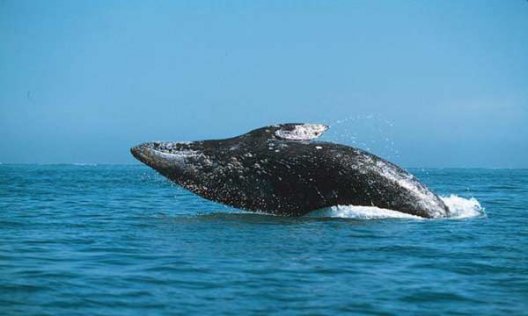 Как кит каяк катал (+видео)