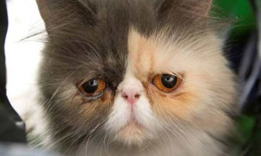 Пикси: самая грустная кошка в мире (+видео)