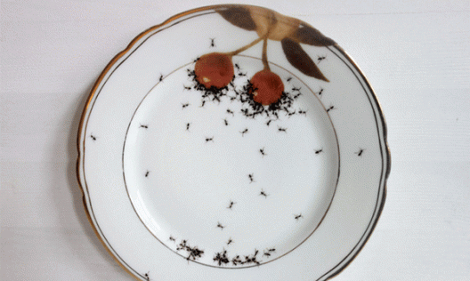 Вокруг одни муравьи!