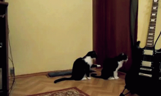 Кошка просит прощения у кота (+видео)