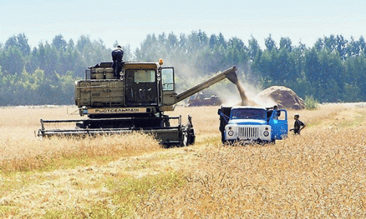 Экспортеры прекратили закупать в России зерно