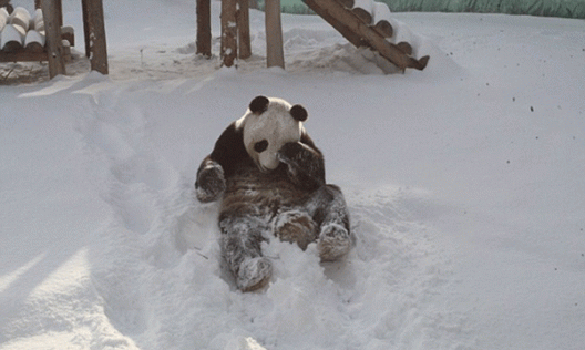 Панда радуется снегу (+видео)