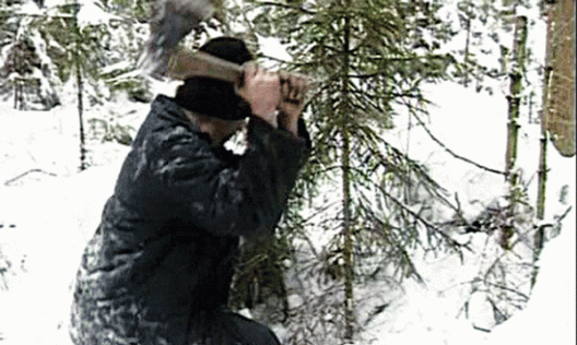Началась охота за охотниками незаконно рубить елки