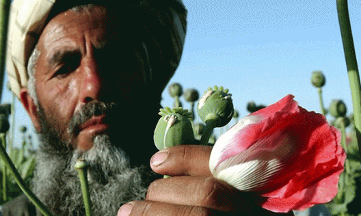 Афганистан и США: наркотрафик