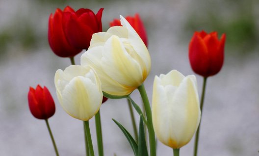 Как сохранить тюльпаны к 8 марта?
