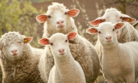 Как пасти овец с помощью беспилотника (+видео)