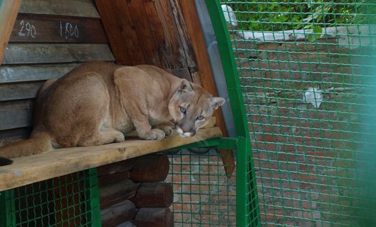 В ростовском зоопарке смерть за смертью...