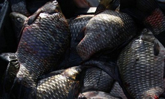 Россия: вводится запрет на импорт рыбы из Латвии и Эстонии