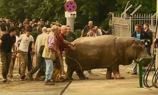 В Тбилиси после наводнения разбежался зоопарк