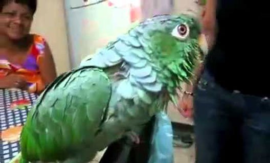 Попугай - плачущий ребенок (+видео)