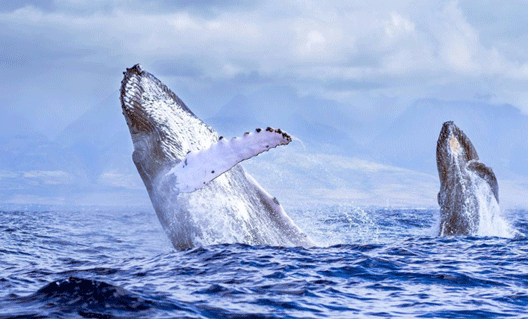 Как киты выдувают радугу (+видео)