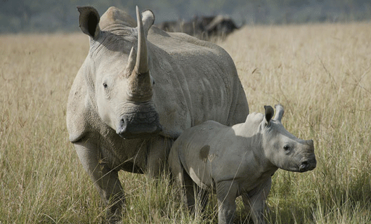 Мир глазами носорога (+видео)