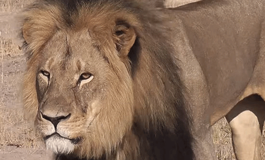 Убийство льва: уголовное преследование 