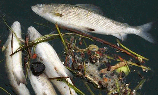Ростовская область: рыба гибнет из-за жары
