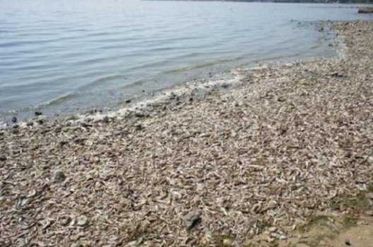 О причинах массового выброса рыбы в Таганроге