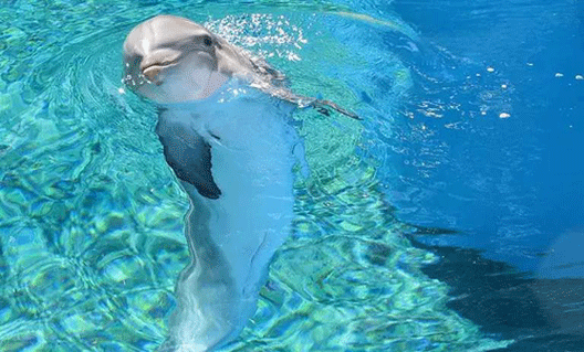 Дельфин вернул женщине смартфон (+видео)