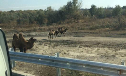 Явление верблюдов на трассе Ростов-Азов
