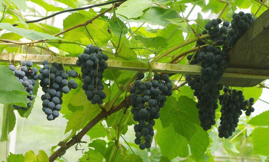Вымерзание винограда на Дону: оптимизм Алексея Склярова