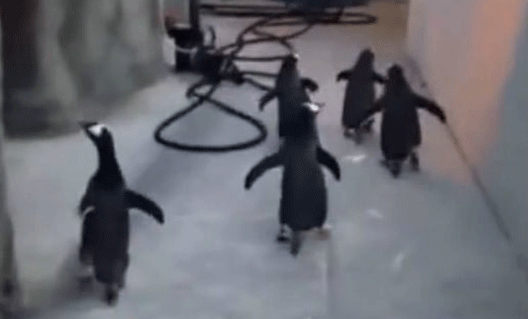 Отчаянный побег пингвинов из зоопарка (+видео)