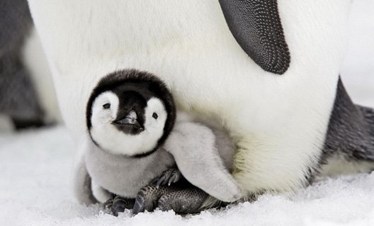 Спорим, вы не знаете, как поют пингвины? (+видео)