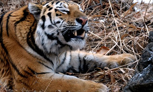 Рядом с трассой М4 поймали тигра (+видео)