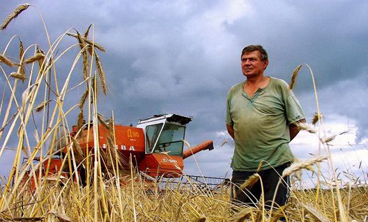 Россия стала крупнейшим экспортером пшеницы