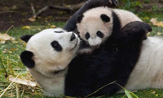 Панда купает своего детеныша (+видео)