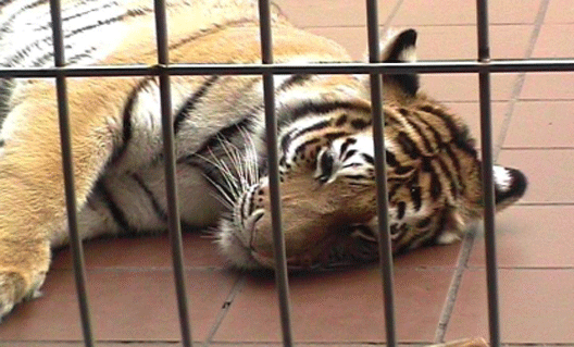 В Барнауле тигр покусал школьницу