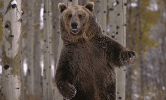 Медведи выпрашивают еду (+видео)