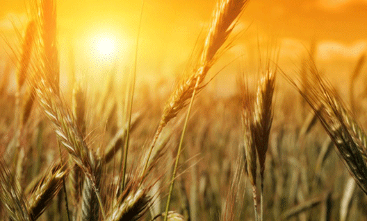 России прогнозируют рекордный урожай пшеницы