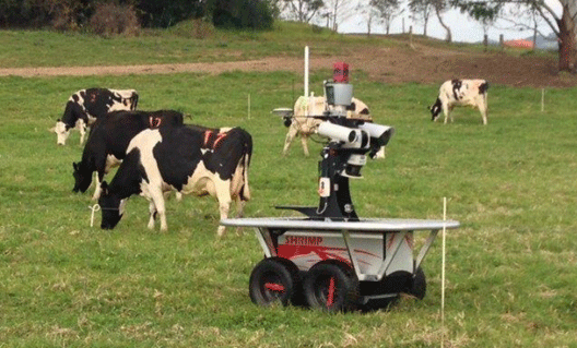 Австралийцы изобрели робота-пастуха (+видео)