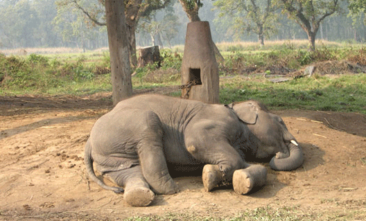 Для хорошего отдыха на выходные: как усыпить слонов (+видео)