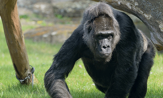 Смерть гориллы: американцы требуют наказать родителей ребенка