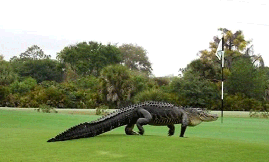 Прогулка аллигатора по площадке для гольфа (+видео)