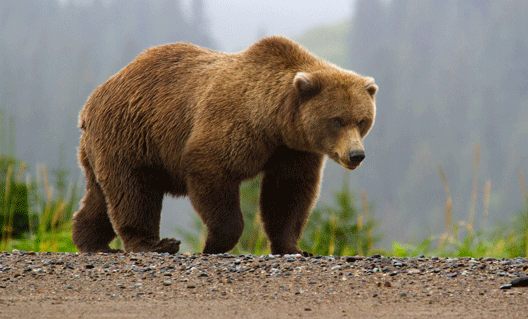 Бурый медведь сорвал военные учения в Финляндии