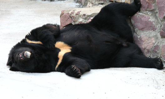 Пьяная медведица заснула на пороге сарая