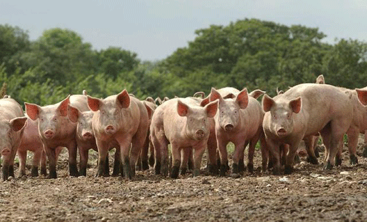 Всё поголовье свиней на Дону может быть уничтожено