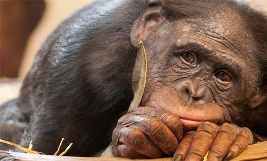 Трогательная печаль обезьян (+видео)
