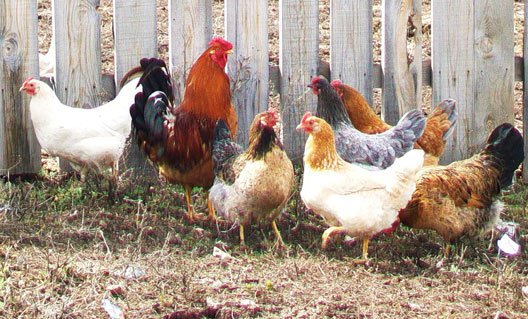Азов и Азовский район: домашней птице запретили променады