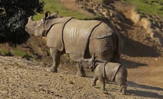 В Индии вместо носорогов стали отстреливать браконьеров