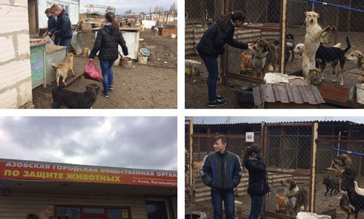 Азов: в гостях у питомцев приюта "Феникс"