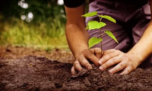 В Азове посадили 72 лиственных дерева