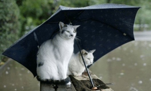 Погода на Дону: нас ожидают дожди и похолодание