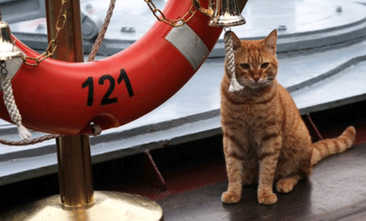...Российский флот гордится своими кошками...