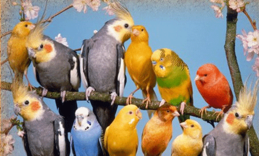 Ростовскому зоопарку подарили арестованных украинских попугаев