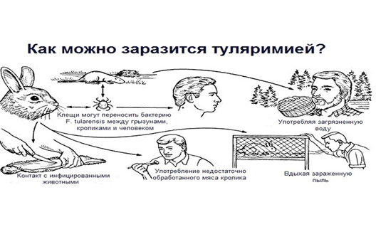 Азов: внимание, туляремия!