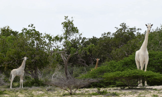 Первое в мире видео с белыми жирафами (+видео)