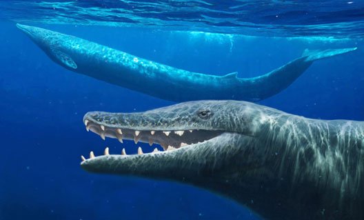 В Азовском музее появился скелет древнего кита