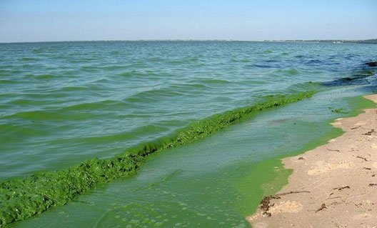 Откуда в Таганрогском заливе сине-зеленые водоросли?